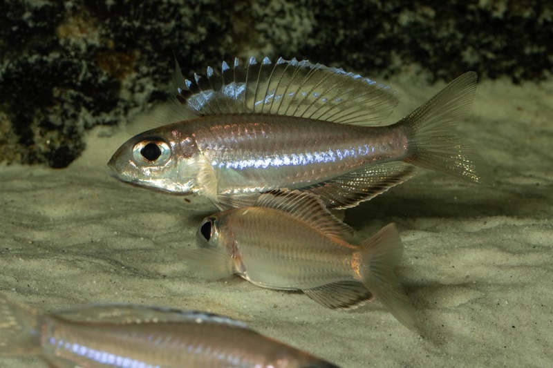 Trematocara marginatum 'Kigoma area'